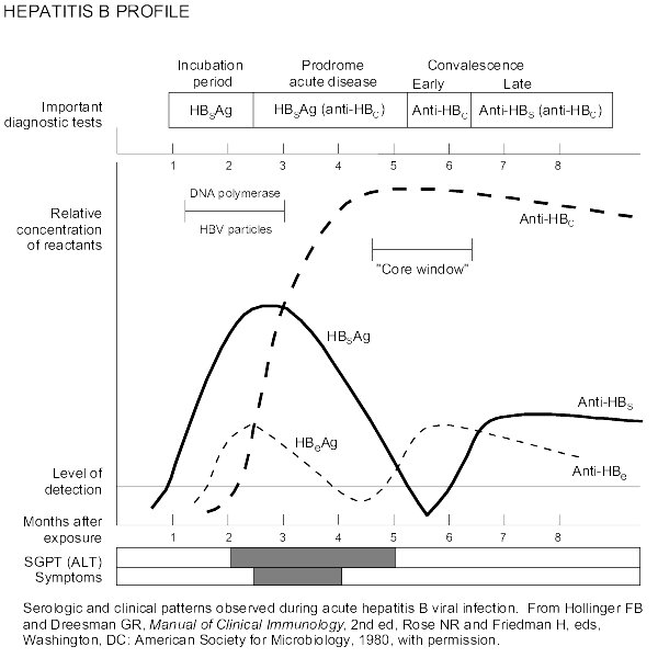 Profil hepatită virală B (monitorizare evoluţie şi/sau tratament) - Synevo