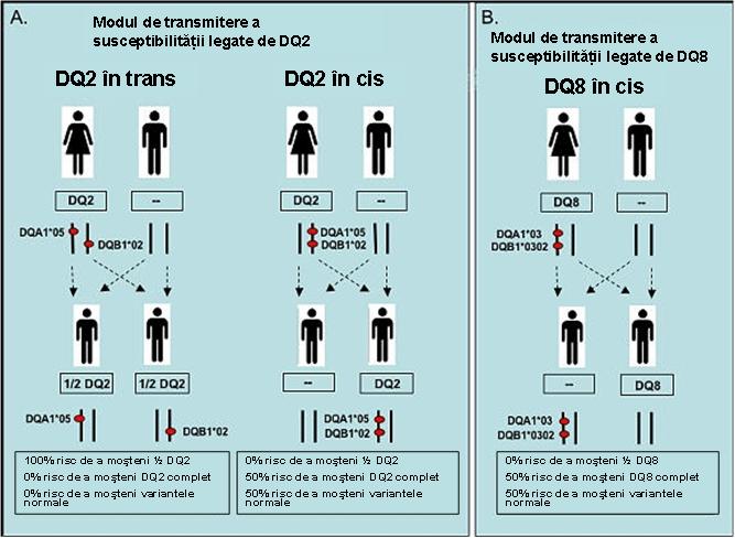 Predispozitie genetica boala celiaca (HLA-DQ2/DQ8) - Synevo