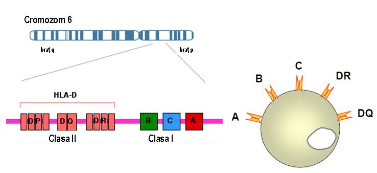 Tipaj HLA-DQ (PCR) - Synevo