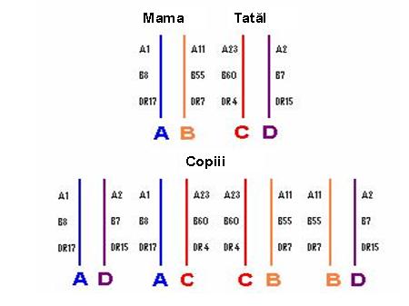 Tipaj HLA-DQ (PCR) - Synevo