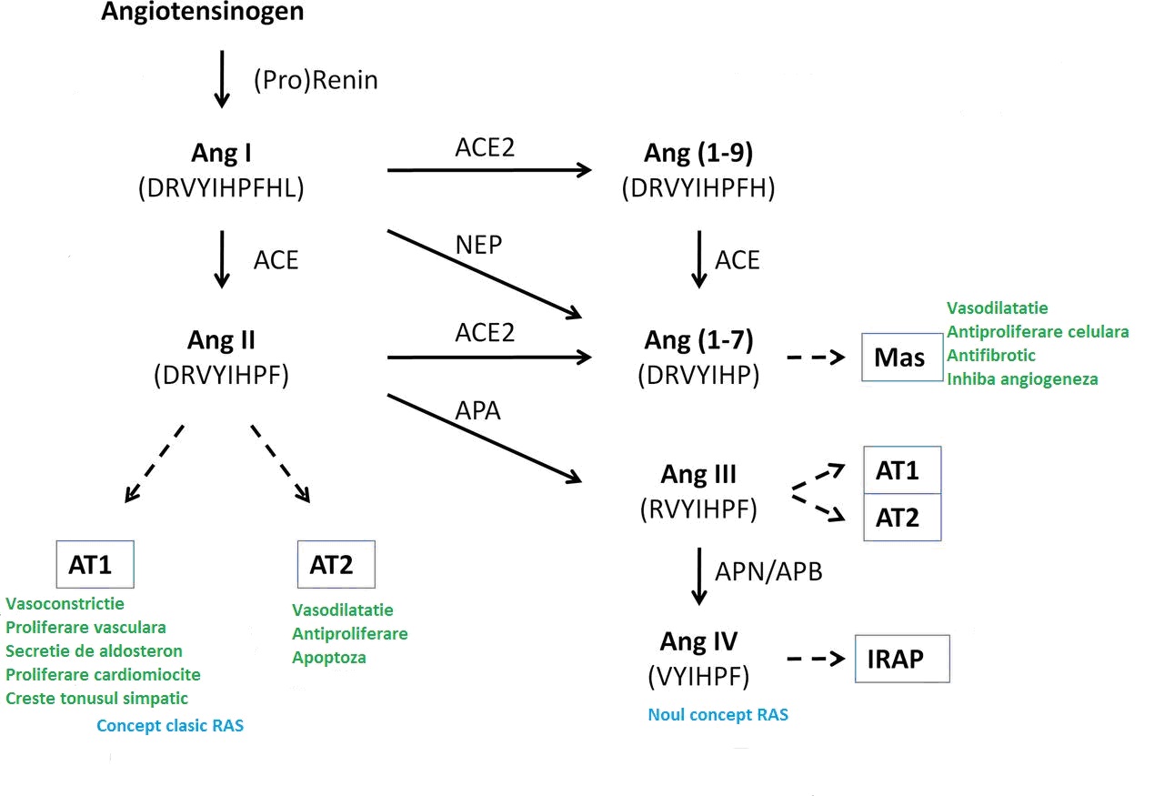 Angiotensina II - Synevo