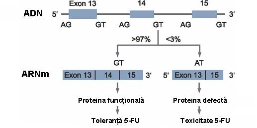 Deficienta DPD (DPYD IVS14+1 G>A) - toxicitate 5-FU - Synevo