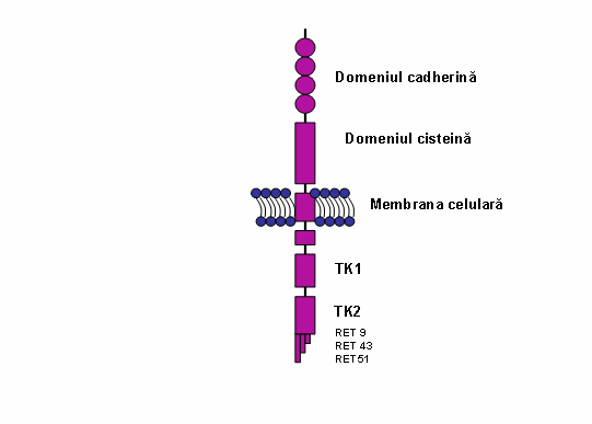 Neoplazie endocrina multipla tip 2 - RET: 10, 11, 13, 14, 15, 16 - Synevo