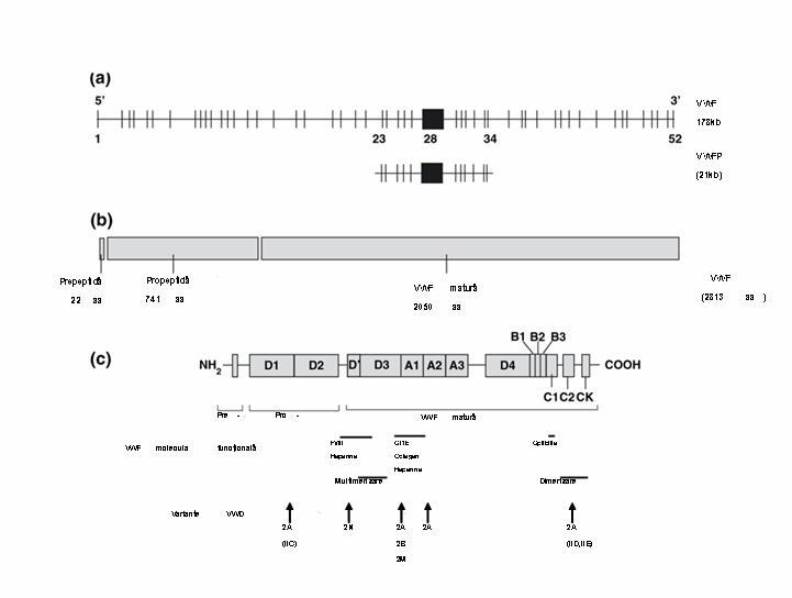 Boala von Willebrand tip 2A - exon 28 - Synevo
