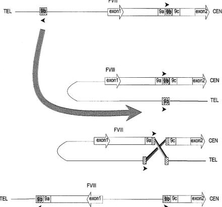 Hemofilia A - analiza inversii IVS1 și IVS2 - Synevo