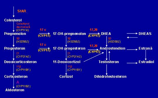 Sindrom adrenogenital (deficit de 21-hidroxilaza)-mutatii CYP21A2 - Synevo
