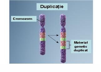 Analiza cromozomială în sânge (cariotip constituțional) - Synevo