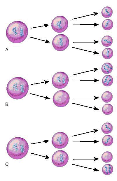 Analiza cromozomială în sânge (cariotip constituțional) - Synevo
