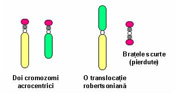 Analiza cromozomială în sânge (cariotip constituțional) - Synevo