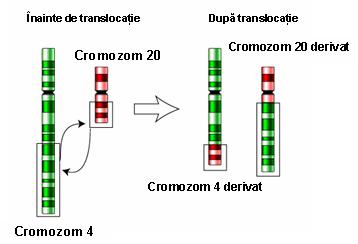Analiza cromozomială în sânge (cariotip constituțional) - Synevo