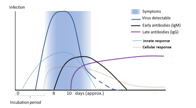 SARS-CoV-2: Detecția anticorpilor IgG - Synevo